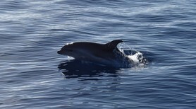 boat tour whale tenerife