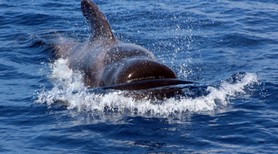 boat tour tenerife